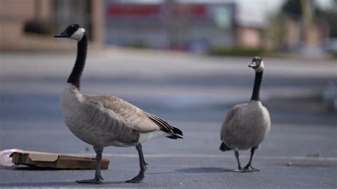 Just two of 15 wild geese found trapped in Los Angeles tar pits have survived
